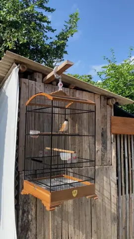 Saktolahmu le#promomakanharian #promomakangajian #cendet #cendetmaniaindonesia #cendetjatim #anbusf #cendetmanianusantara #cendetmania 