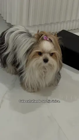 Deseando ser adoptada por otra familia 🤣 #dogsoftiktok #biewerterrier #dogtok #babyanddog 