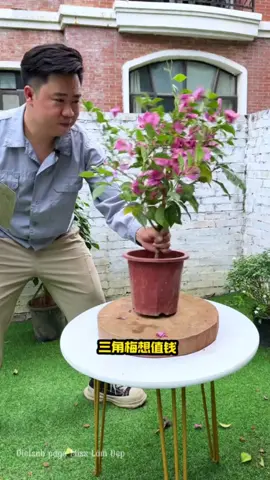 Hô biến cây nhà bạn thành cây nhà giàu bằng cách trồng ra thân cổ thụ #shorts #xuhuong #virals  