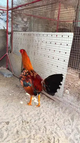 Mã lại cuban 1kg5 tay dày gân lực ae xem vui #tiktokgiaitri #gadacuasat #gàtre #gàchoivietnam🇻🇳 