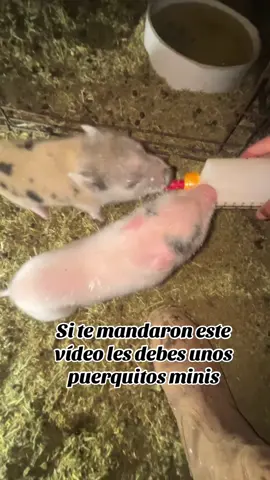 ❤️🐷 #esloquehay #minipigs 