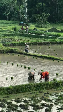 Mudahan bae aneh sak sehat #lagusasak #lombok 