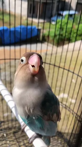 Bahan SW mu bolo 🫣 #lovebirdkonsletindonesia #lovebirdkonsletnasional #xzybcaシ #viraltiktok #wonosoboasri 