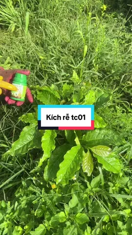 Kích rễ cây trồng ngay sau khi trồng 30 ngày