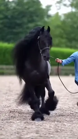 تبارك الرحمان #خيل_وخياله🐎 #خيول_عربية #LIVEIncentiveProgram #KeepItRealKeepItLIVE #PaidPartnership 