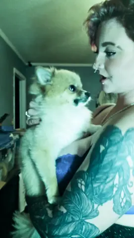 @Mishka The Pomeranian 