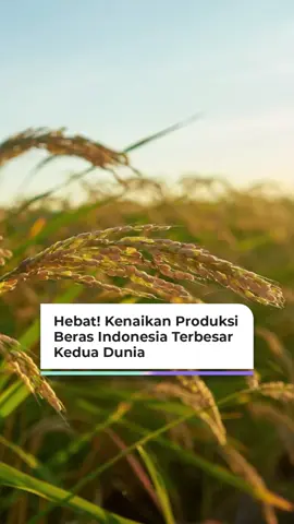 Kabar Gembira dari FAO!  Produksi beras Indonesia diakui secara global. Keberhasilan dalam Peningkatan produksi pangan membawa kita menjadi yang terbesar kedua di dunia. Bukti kerja keras kita semua. Alhamdulillah!  #ProduksiBeras #KetahananPangan #IndonesiaMaju
