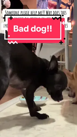 Is it a power move? He is the smallest of the bunch and it is after ever meal! #dogsoftiktok #trainingtips #chihuahua #chihuahuastiktok #baddog 