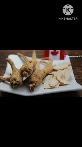 Nguồn gốc sâm Canada và công dụng #trendingvideo #thinhhanh #xuhuong #canhacungvui 