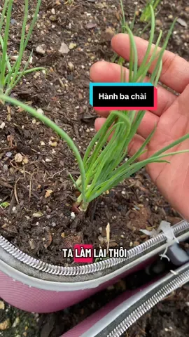 Hành ba chài ăn thơm lắm mng ạ. Không tin mng thử trồng đi ạ #oanhmelamvuon #hanhbachai  @Oanh mê làm vườn 