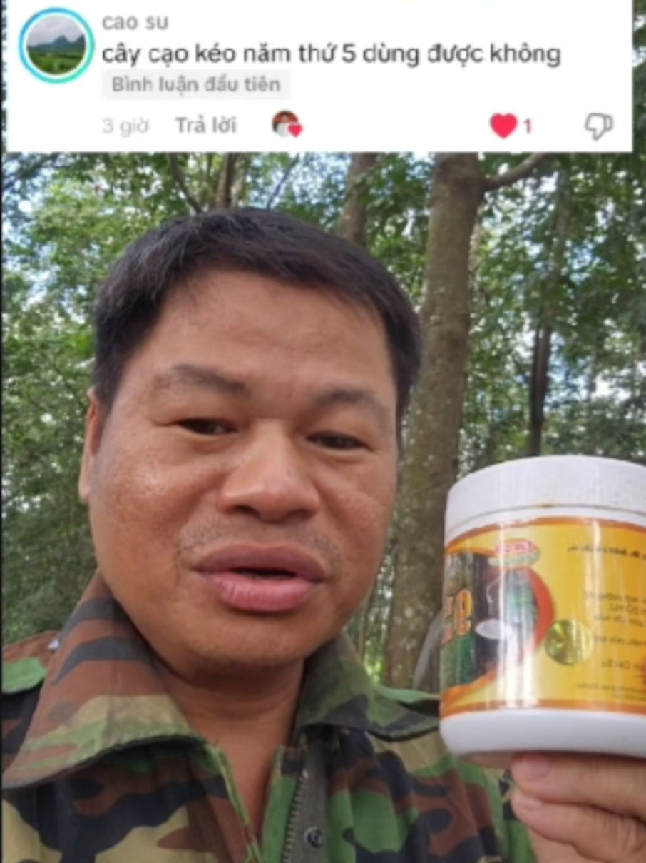 Phần 780. Cây cạo kéo năm thứ 5 càng tốt.#kyhoang686 #khaithacmucaosu #khaithacmucaosu #kichthichramucaosu #xuhuongtiktok2025 