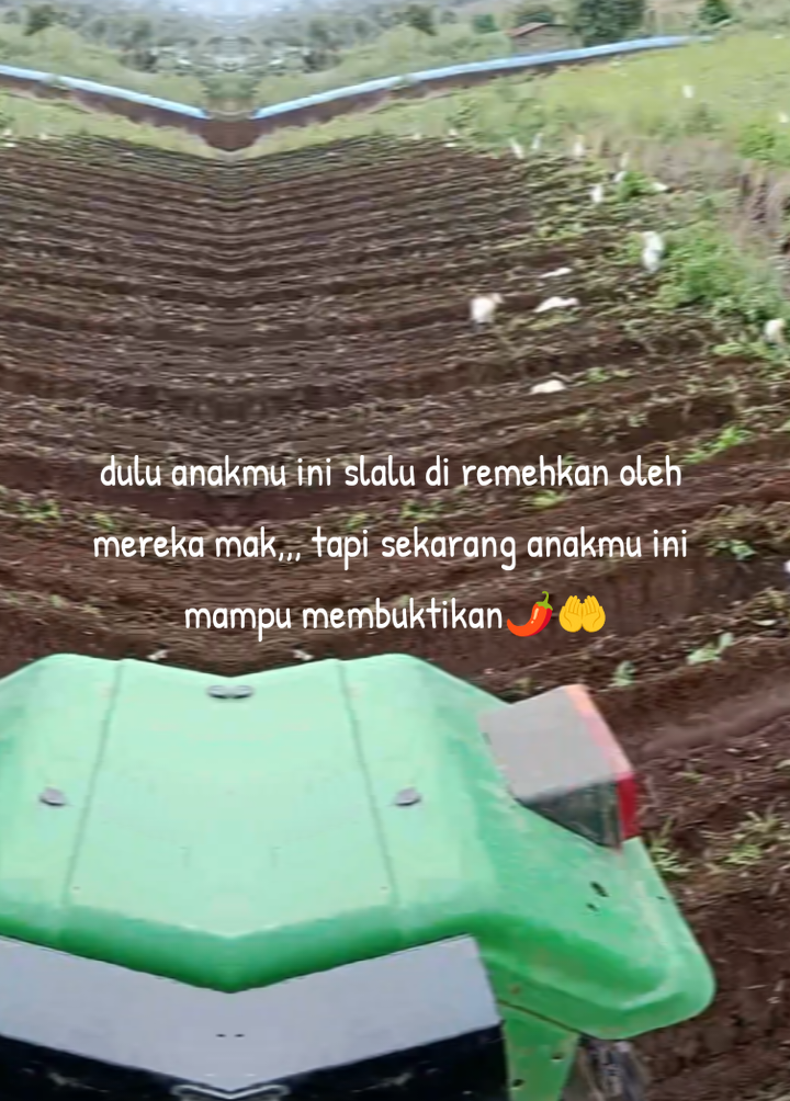 #pejuangrupiah #petaniindonesia🇮🇩🇮🇩🇮🇩🌿🌿 #cabe #petanicabe🌶 