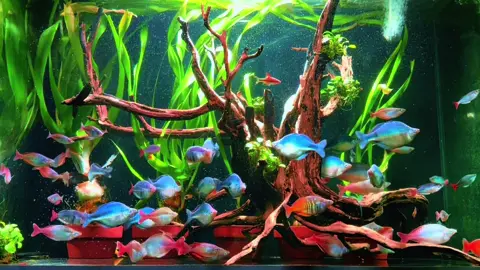 Cá Cầu vồng#Rainbowfish#lacustric#cầuvồngxanhindo#bleheri#HVAquarium