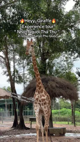 Nhốt Người Thả Thú in Vinpearl Safari Phú Quốc🔥#GreenCreator #VinWonders #dulich #vinpearlsafariphuquoc #chuoi 