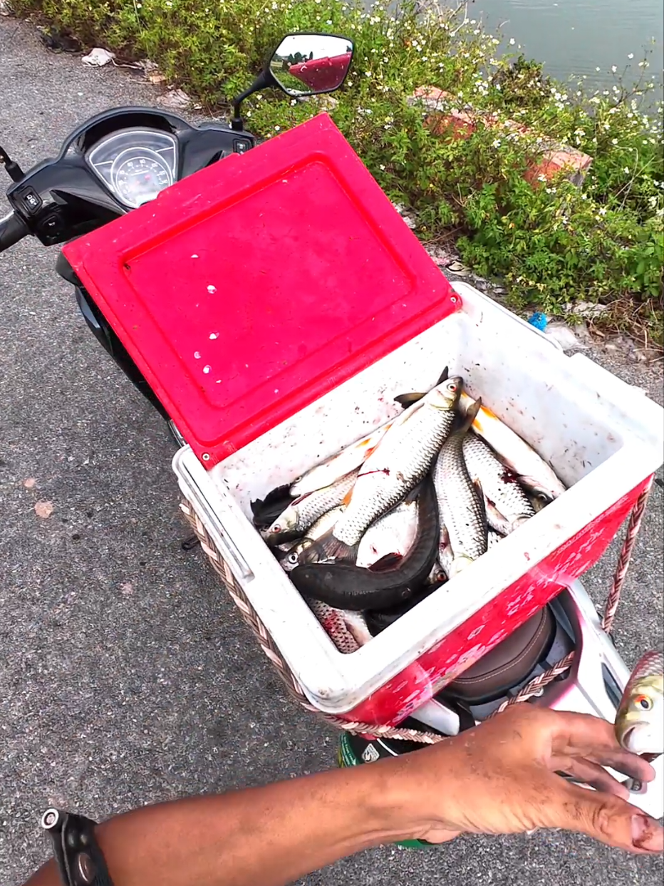 vào mùa săn cá rói rùi, chỗ ae gọi cá này là cá chày phải không  #fishing  #slingsot  #xuhuong 