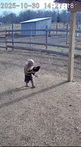 Duende grabado robandose una gallina 😨😨 #duende #gnomo #cctvcamera #unbelievable 