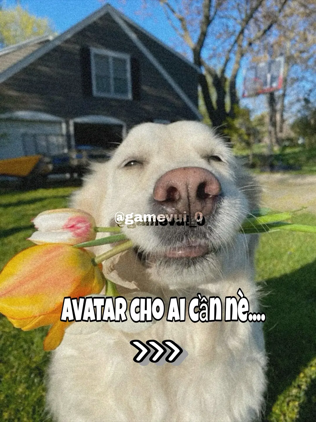 Avatar meme#xhtiktok #xh #xuhuong #meme