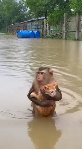 Cảm động chú khỉ ẩm cháu mèo trên tay giữa dòng nước lũ #AI #sora #thucung #xuhuong 