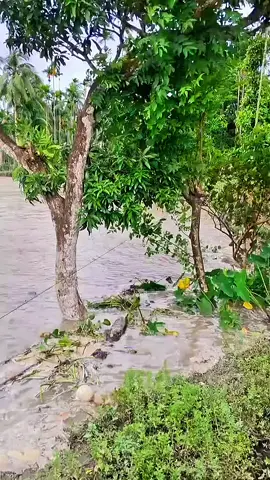 Sạt lỡ ỡ Tân Long - Đồng Tháp!#trending #capcut #viral #tiktok #viralvideo @Zach King @Tiếp thị và Gia đình 