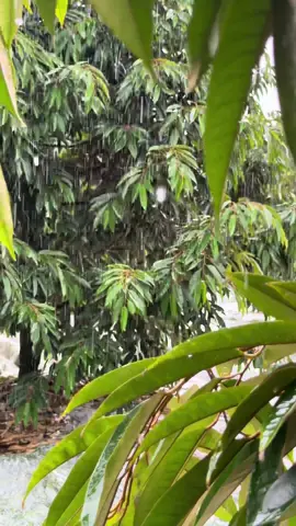 Cây mới xào lá mà mưa nữa rồi #locsaurieng #kythuatsaurieng #saurieng #durian 