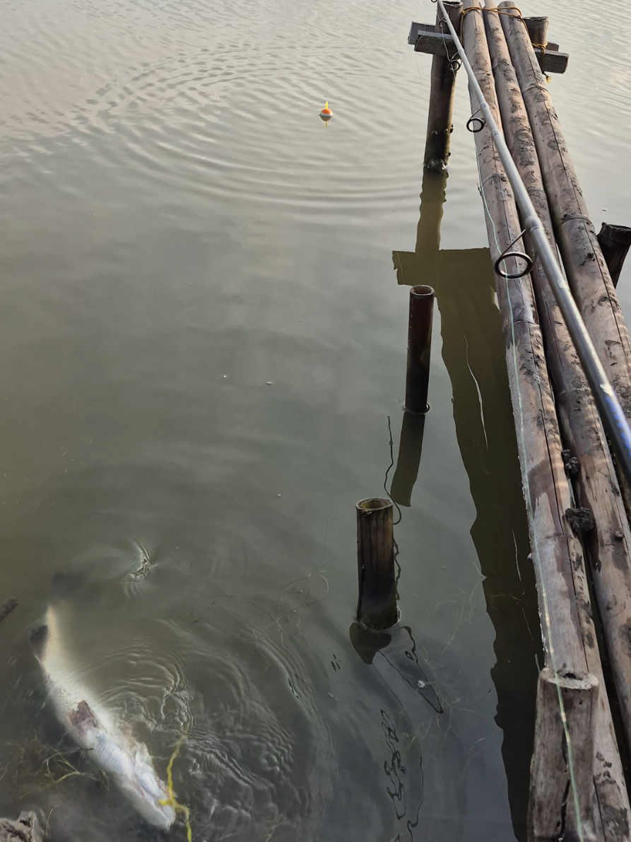 umpan baru turun langsung di sambar #fyp #reels #fishing #mancing #baramundi 