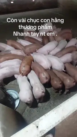 #traiheovanchuong #heocon #xh #xh #ailamco 