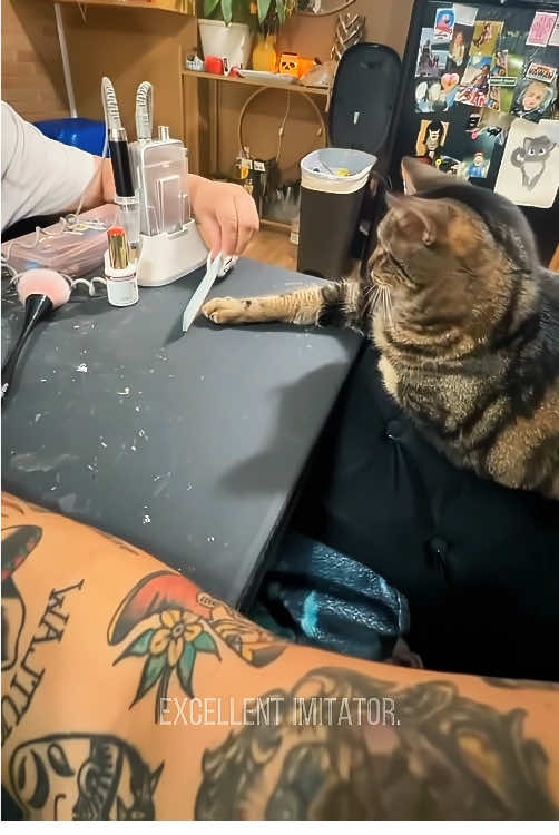 Cat imitation show #cat #fun #imitation #happy #cute 