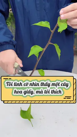 cách di chuyển 1 cây hoa giấy yêu thích về nhà.#meotrongcay #chamsoccay #trongcaytainha #trongcaysieude #fyp 