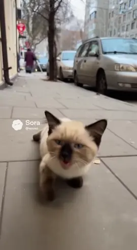 КОТОГУСЕНИЦА