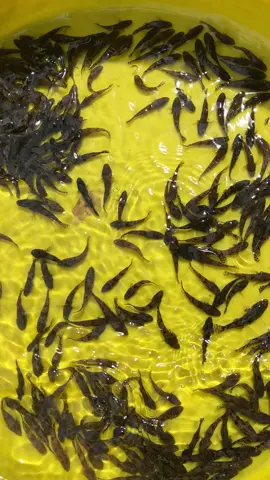 Giống cá bống tượng nuôi bể bạc 2k, cung cấp cá bống tượng nuôi vỗ béo và thu mua cá bống tượng xô 300k sau 6tháng.