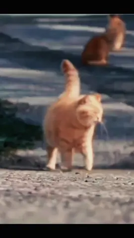 Felis catus atau disebut juga sebagai kucing domestik atau kucing rumah. adalah sejenis mamalia karnivora dari famili Felidae. Kata 