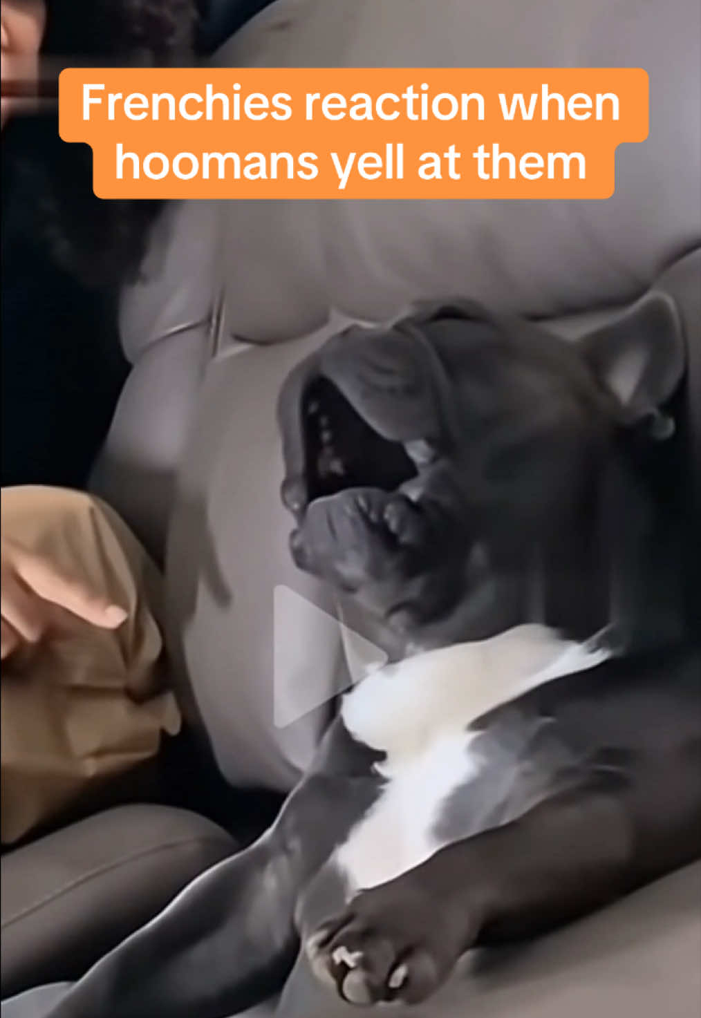 Frenchies reaction when Mom yells at me Cute Frenchie Screams, Hilarious Frenchie Yells, Frenchie Yelling Madness #frenchiefun, #dogyelling, #funnydogs, #frenchbulldog, #petcomedy