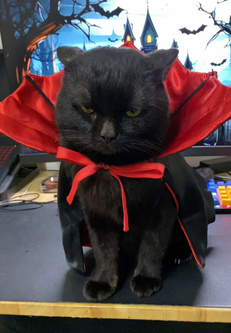 Happy Halloween day 2025 กาโด้วเป็นแวมไพร์แงวดำ หยักจิกัดตี๋ให้จมเขี้ยว 🤣😆 #เทรนด์วันนี้ #กาโด้ว #แมวน่ารัก #halloween #catsoftiktok 