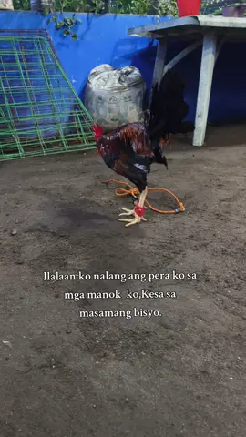 #manok #bantameros🐓 #fypp #foryou #fyppppppppppppppppppppppppppppppppppppp 