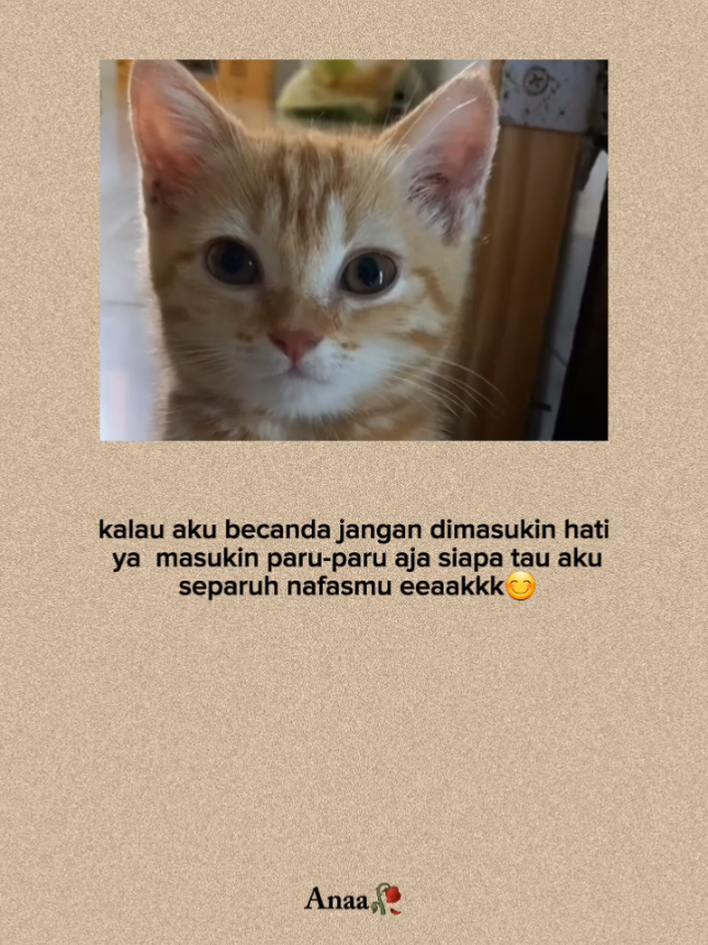 #quoteslucu #indiasong #kucinglucu #4u #xbcyza 