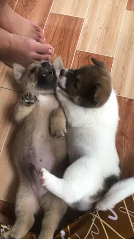 Có 2 ae hà nó nhỏ e ta đó theo cắn ta Hoài 