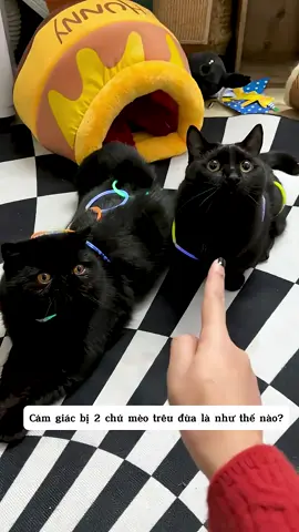 Mun và bo hợp sức 