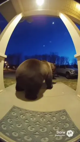 #ring #ringdoorbell #bearatthedoor 