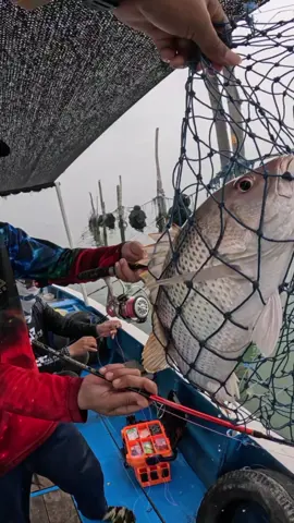 tragedi boy 🤣 pokoknya wajib happy meskipun joran patah #mancing #mancingmania #jorandaido #jorandaidopatah #mancingdilaut 