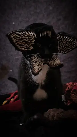 Strange-Purr Things De-meow-gorgon  #StrangerThings #Halloween #cosplay #halloween2025 #catsoftiktok