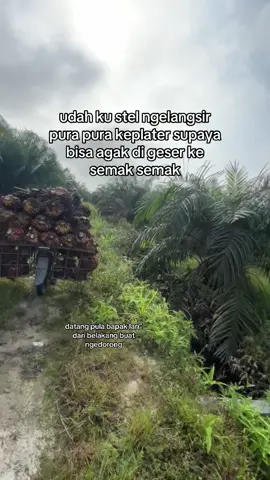 gak jadi cair  #sawit🌴🌴 #petanimuda #sawitontiktok 