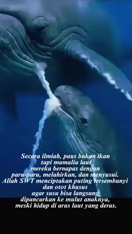 Judul: Keajaiban Susu Paus, Bukti Kebesaran Allah SWT 🌊 Subhanallah… di balik megahnya paus, ada rahasia kecil yang luar biasa. 🐋 Induk paus menyusui anaknya dengan menyemprotkan susu kental berlemak tinggi (50%) ke air laut, dan uniknya, susu ini tidak larut, sehingga bayi paus bisa menelannya dengan mudah. #beritaviral  #taukahkamu 