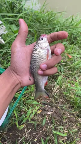 Ndang di gaske bosku👍🏻#mancingmania #mancingwader #fyp #fypシ゚viral #jangkauanluas 