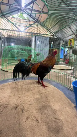 Giận nhà cái ăn giang quá rồi ! 🥰🥰🥰@phuc_tran6868 @Chiecken33339 ( Nick 2 ) @Thiện @Nhànlụm- 🐍🐐🐈🐉 #bảotồnđộngvật #ganoi #ganoibentre #gadacuasat 