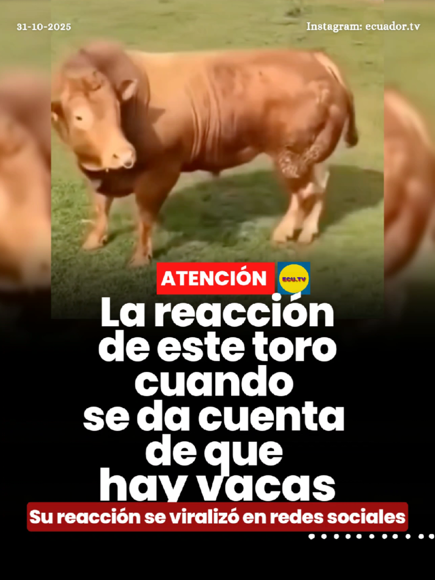 #ATENCIÓN | La reacción de este toro cuando se da cuenta de que hay vacas 🚨. Un video que ha captado la atención de los usuarios en redes sociales muestra la divertida reacción de un toro al darse cuenta de que hay vacas cerca. En las imágenes, se observa cómo el animal cambia su comportamiento de manera inmediata, sorprendiendo a quienes presencian la escena. El clip se ha vuelto viral rápidamente, generando miles de comentarios y reacciones, muchos de ellos destacando el inesperado y cómico comportamiento del toro frente a su 