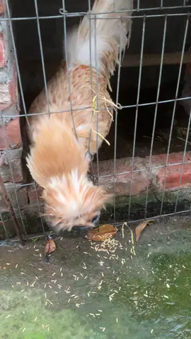 Đam mê #gàtre #gatremini #gàtrebắctít #gàtretháichânlùn #balansutu 