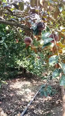 sửa tím đầu vụ  giá còn cao nha anh chị 