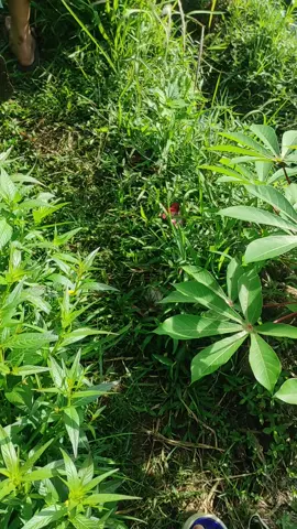 santri salafi inside#santrisalafi #abahucicilongok #fypage #jumatberkah #masukberandafyp 