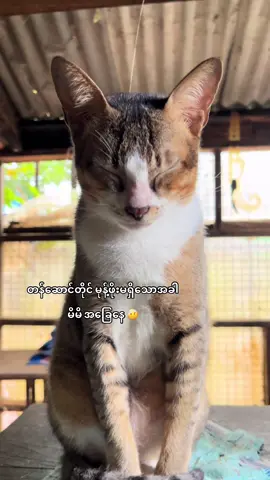 အိမ်က အငယ်ဆုံးလေး 🫢#foryou #tiktok 