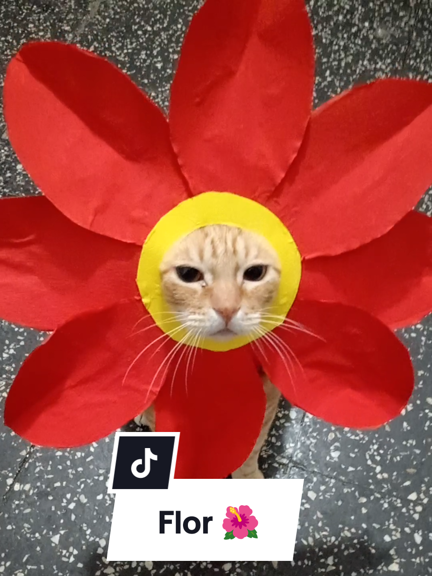 Leo disfrazado de flor roja 🌺😺. #leoelgatonaranja #leoelgatoperuano #disfrazflor #florroja  #carlacalderon 